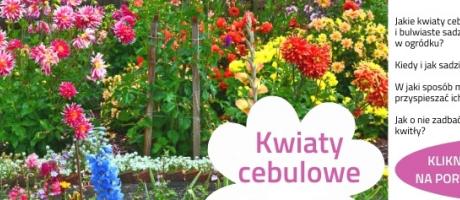 Live „Kwiaty cebulowe” – dowiedz się wszystkiego o sadzeniu i uprawie cebulowych wiosną - 02.03.2022