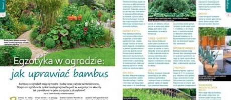 Wrześniowy „Mój Ogródek” – od 20.08 w sprzedaży! Kup, przeczytaj, poleć innym działkowcom i ogrodnikom!